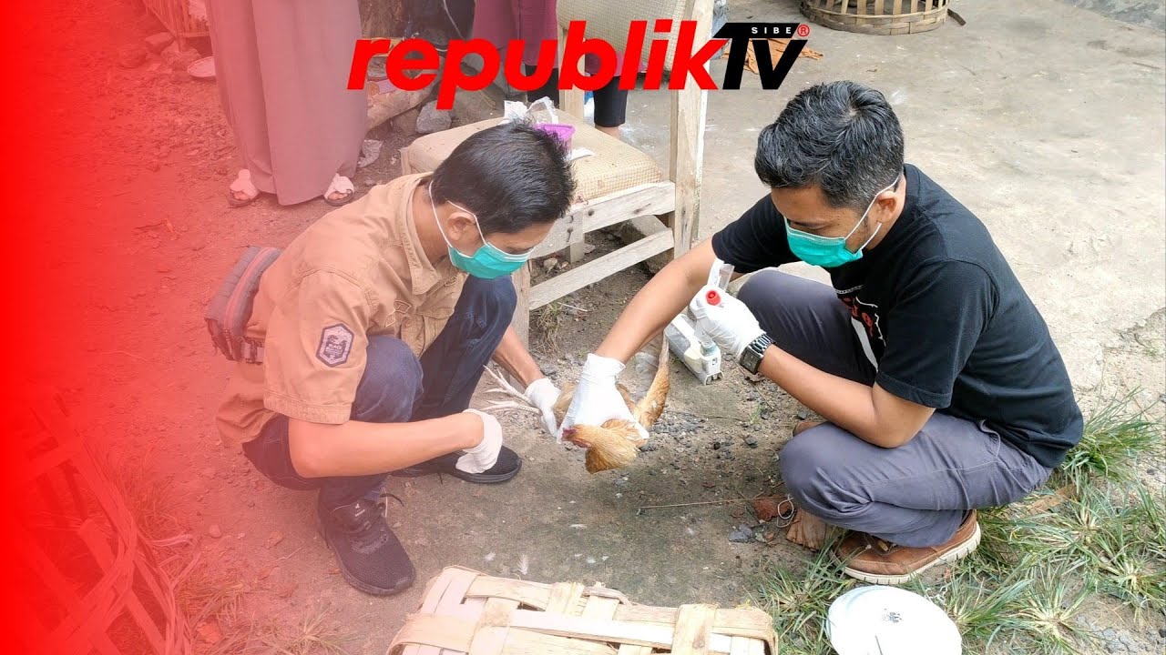 Ayam Ternak Warga Mati Mendadak