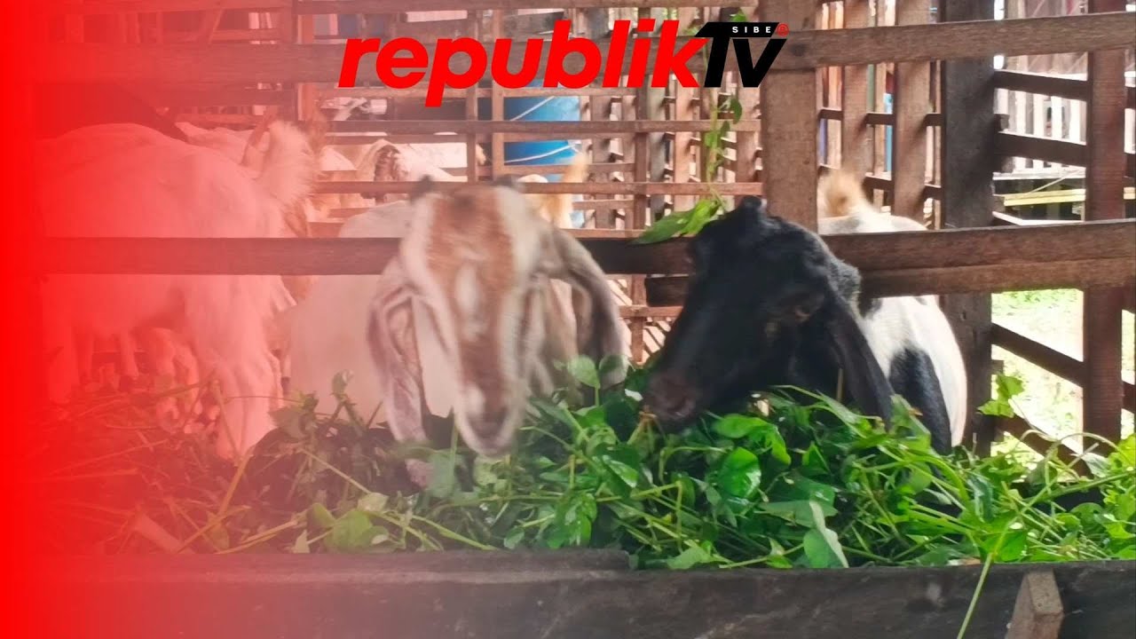 Penjualan Kambing Kurban Belum Melonjak Signifikan