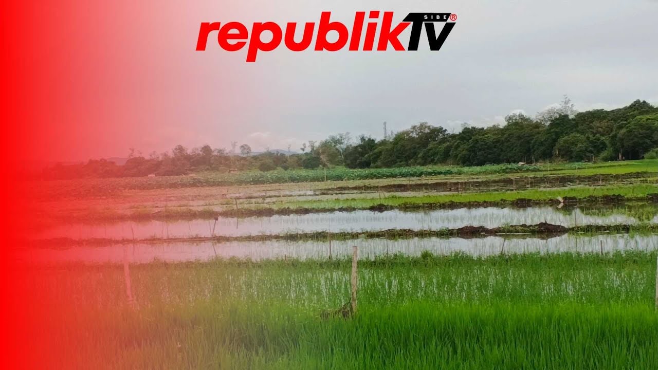 Petani Terancam Tidak Tanam Dampak Sawah Terendam