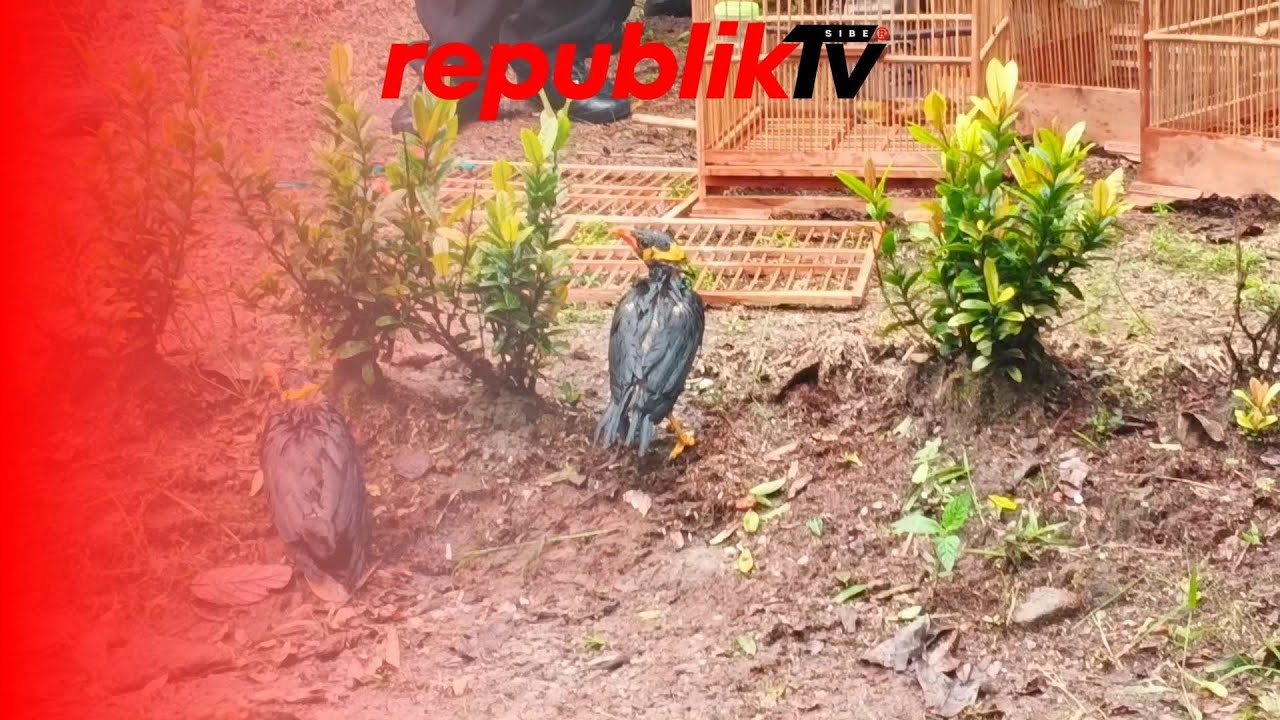 Ribuan Ekor Burung Dilepas di Tahura