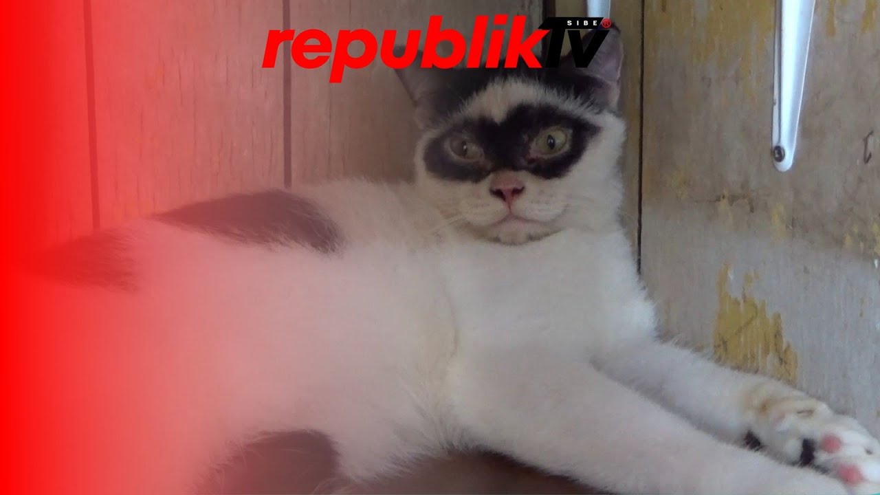 Kucing Corak Unik Bak Memakai Topeng