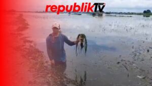 Lahan Pertanian 8230 Hektar Terdampak Banjir