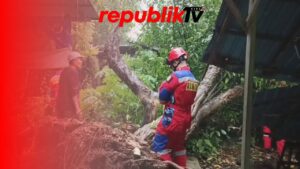 Pohon Besar Tumbang Saat Diguyur Hujan Deras