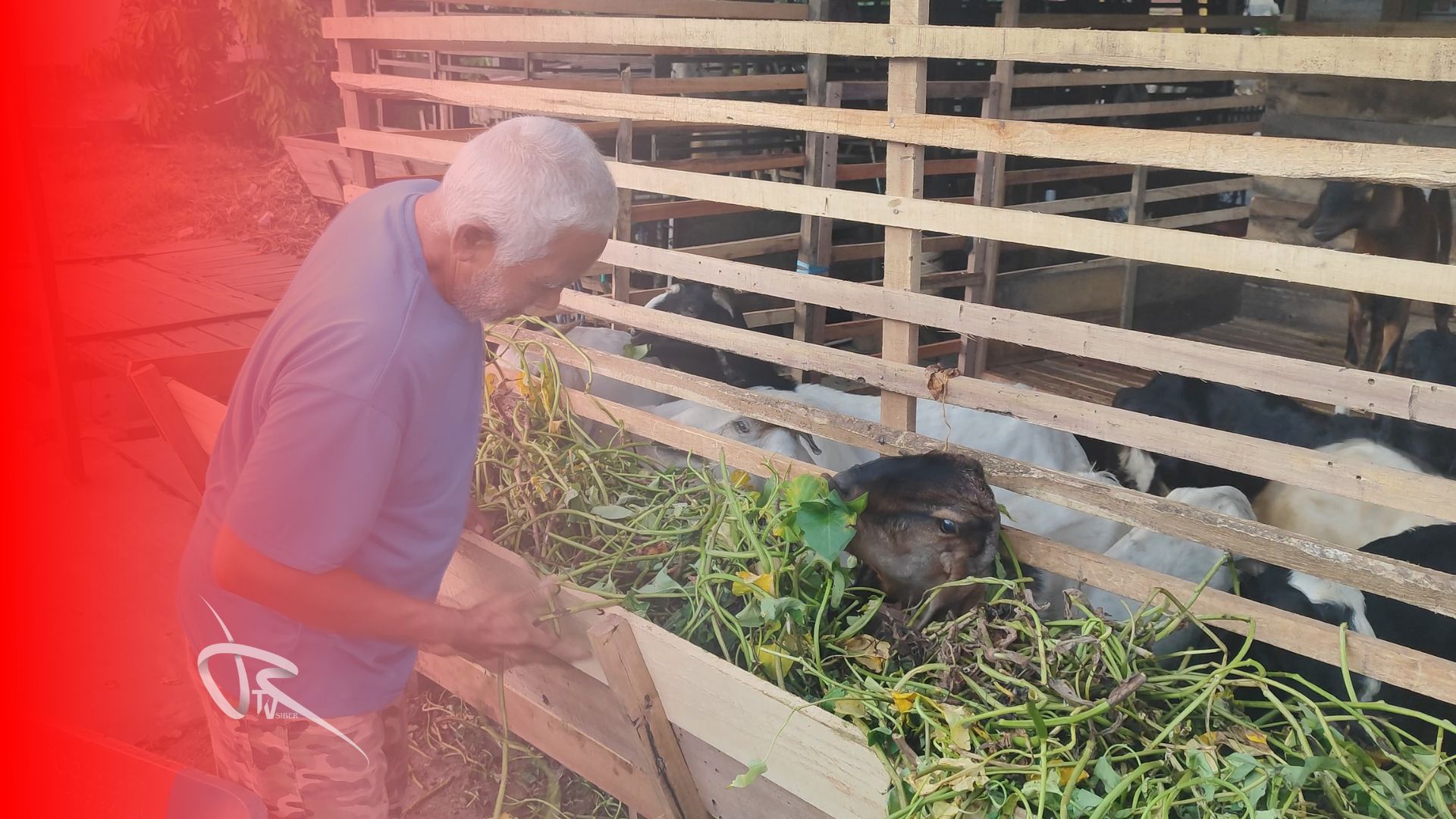 Harga Kambing Lokal di Martapura Tetap Stabil Jelang Idul Adha