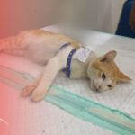 Peduli Hewan dan Lingkungan, Sahabat Kucing Jalanan Sterilkan Ratusan Kucing Jantan