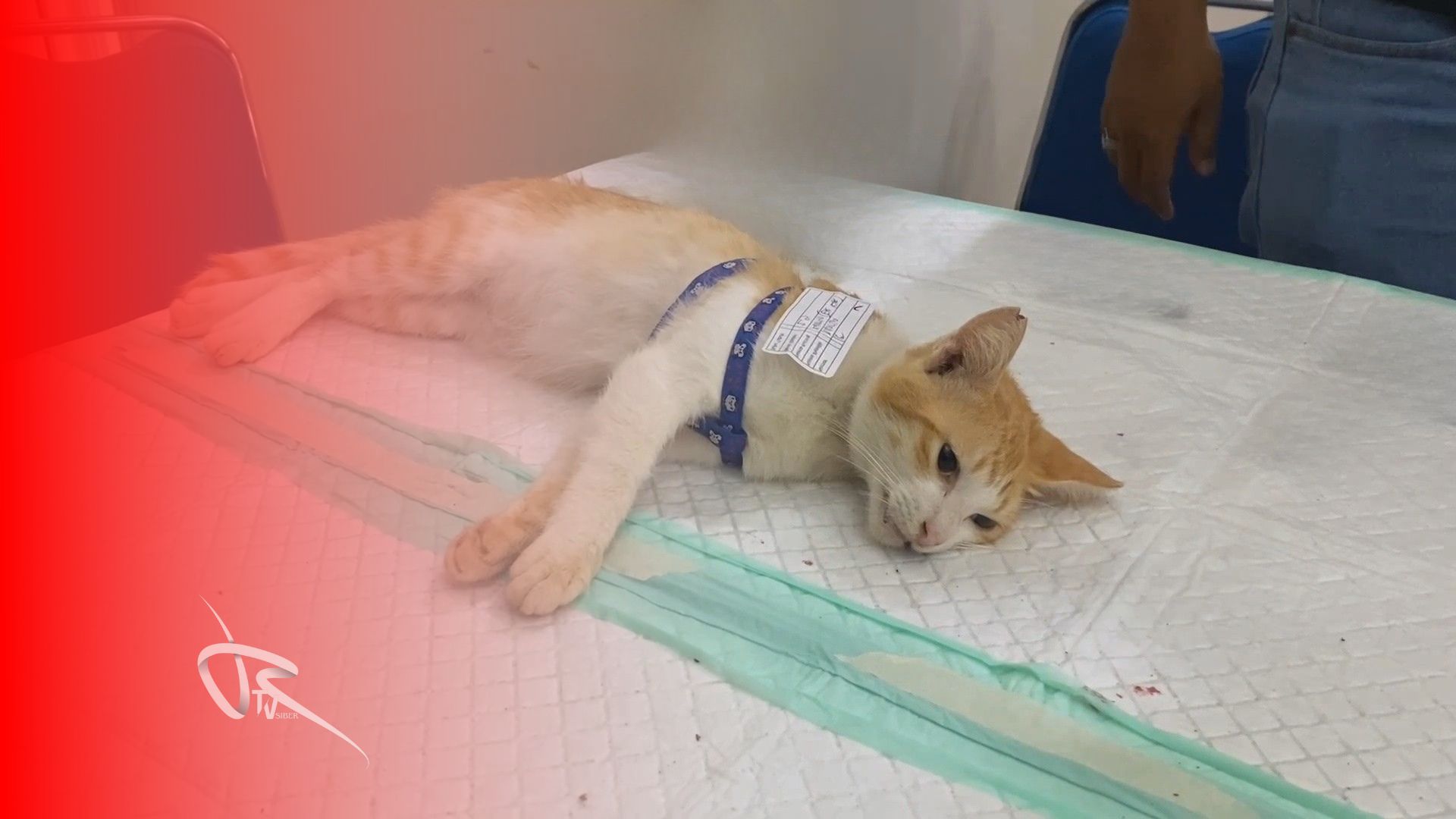 Peduli Hewan dan Lingkungan, Sahabat Kucing Jalanan Sterilkan Ratusan Kucing Jantan