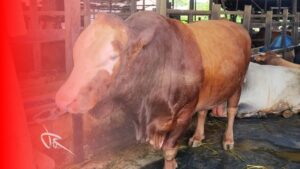 Sapi Milik Hijriah di Martapura Dipilih Jadi Kurban Presiden Prabowo