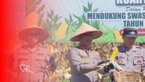 Panen Raya Jagung, Polres Banjar Bina Petani Lokal