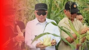 Gubernur Kalsel Panen Kopi dan Jagung Bersama Rektor ULM, Wujud Sinergi Ketahanan Pangan