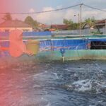 Ibu Rumah Tangga Sukses Kembangkan Usaha Ikan Bioflok