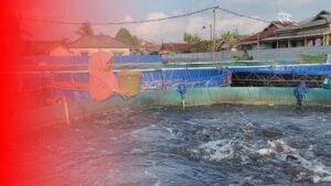 Ibu Rumah Tangga Sukses Kembangkan Usaha Ikan Bioflok