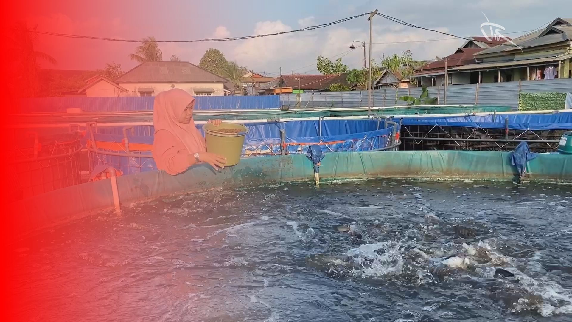 Ibu Rumah Tangga Sukses Kembangkan Usaha Ikan Bioflok