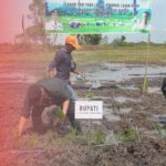 Bupati HST Pimpin Tanam Padi Perdana Optimasi Lahan Rawa