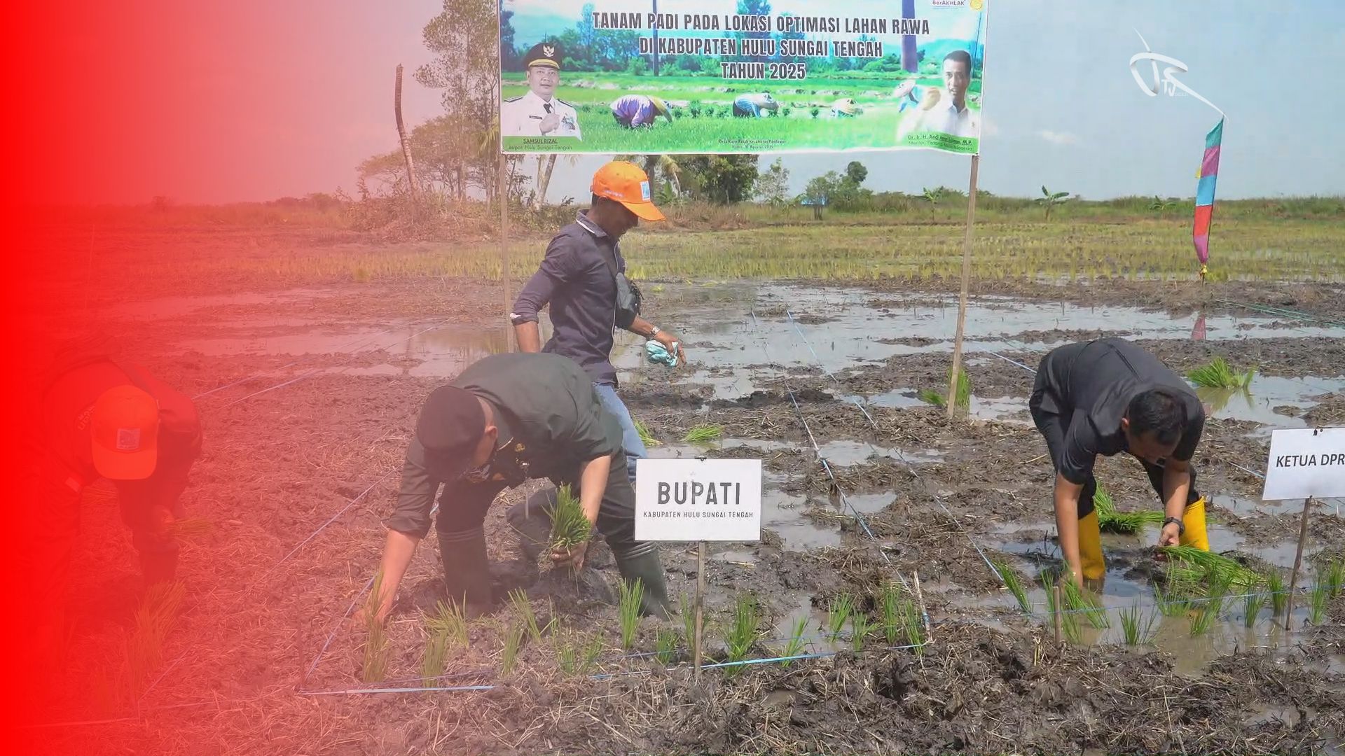 Bupati HST Pimpin Tanam Padi Perdana Optimasi Lahan Rawa
