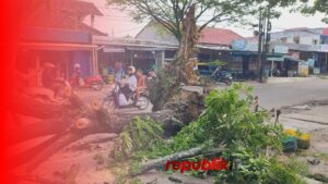 Pohon di Jalan Veteran Martapura Kembali Tumbang