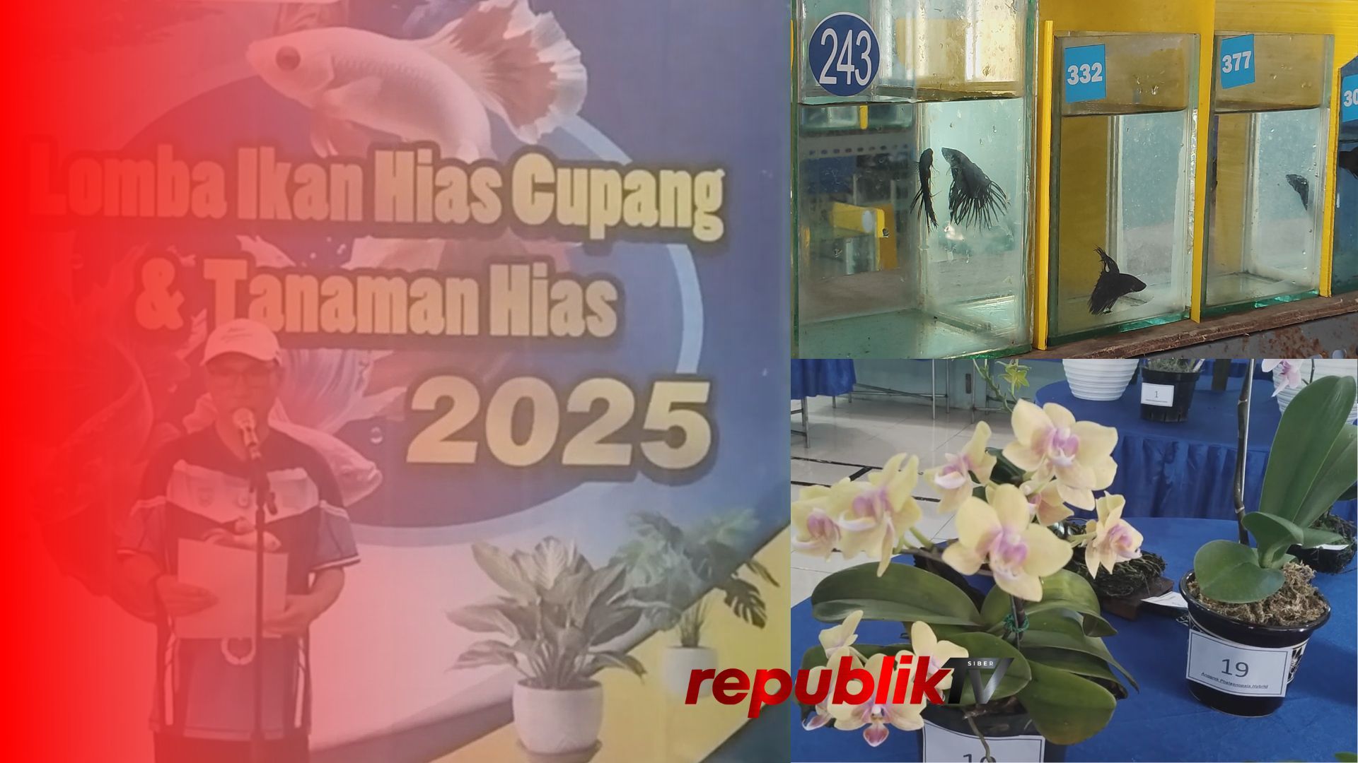 Warna-Warni Cupang dan Anggrek Semarakkan Aula Indrasari Martapura