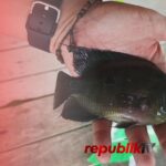 Munculnya Ikan Mirip Lohan Ganggu Nelayan Waduk Riam Kanan