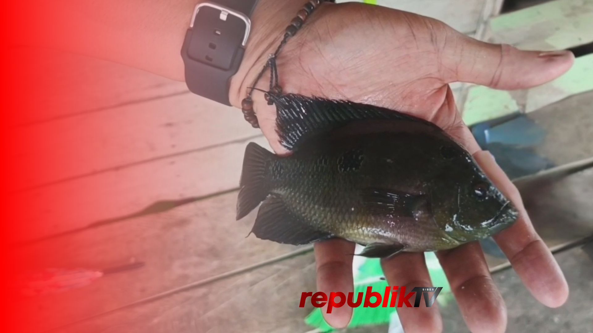 Munculnya Ikan Mirip Lohan Ganggu Nelayan Waduk Riam Kanan