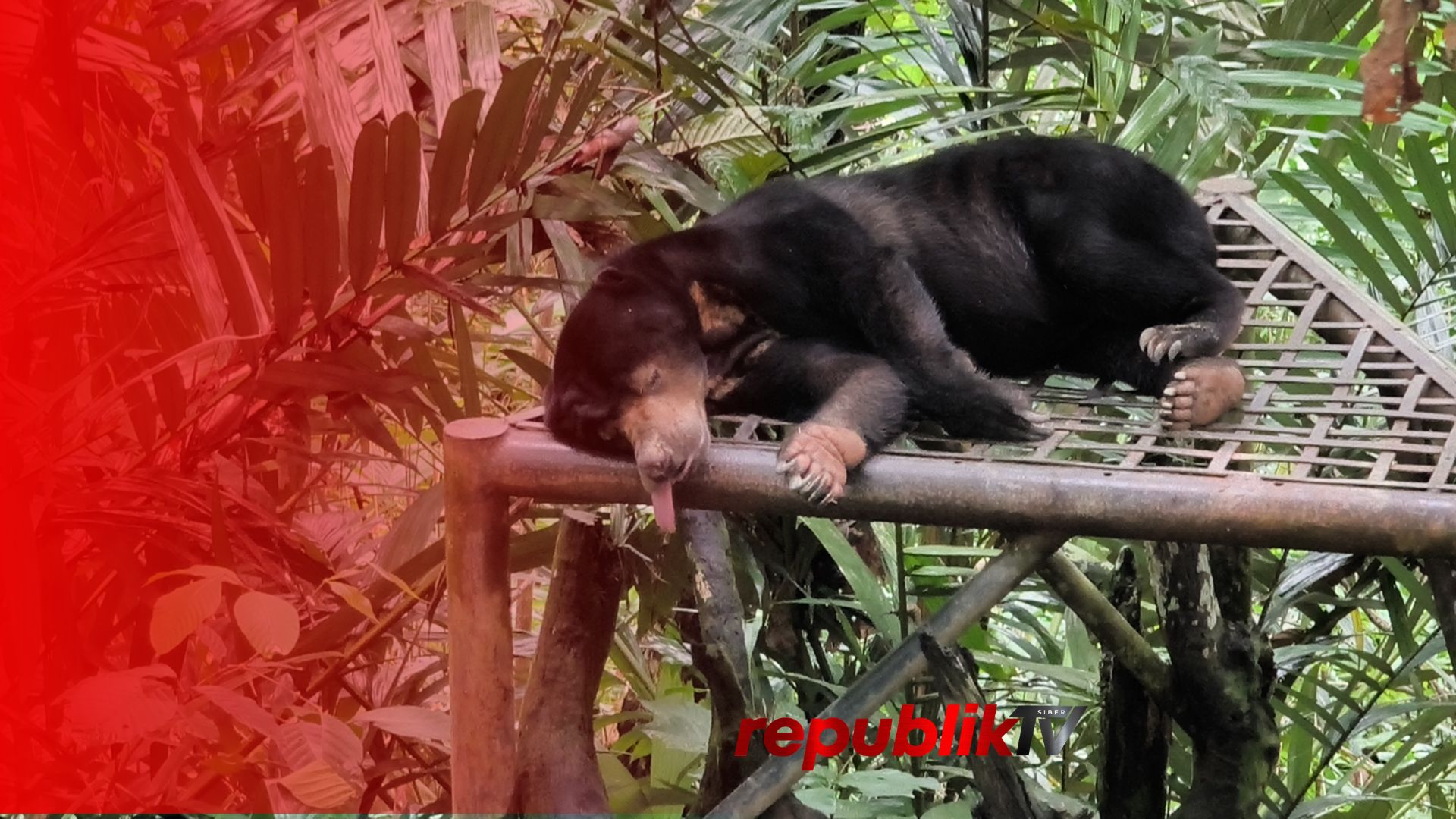 Melihat Lebih Dekat Beruang Madu di Destinasi Edukasi