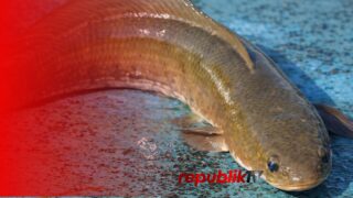 Haruan Perkuat Sektor Perikanan Air Tawar