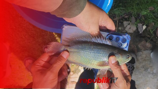 Papuyu Kian Kokoh di Sektor Perikanan Kabupaten Banjar