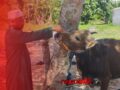 Salat Id dan Kurban Perdana Warnai Iduladha di Ponpes RMA Banjarbaru