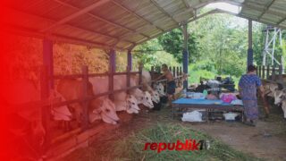 Pedagang Khawatir Sapi Kurban Tidak Laku Jelang Hari Raya