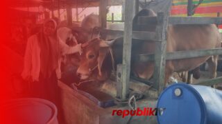 Sapi Rojak Berbobot 1 Ton Jadi Hewan Kurban Presiden Prabowo di Martapura