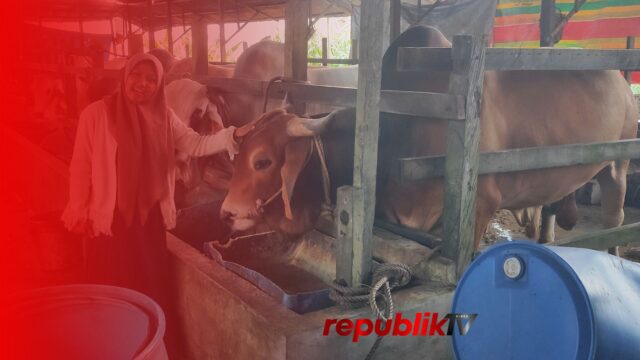 Sapi Rojak Berbobot 1 Ton Jadi Hewan Kurban Presiden Prabowo di Martapura