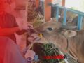 Dinas Pertanian Banjar Periksa Kesehatan Hewan Kurban dari Kandang ke Kandang