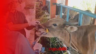 Dinas Pertanian Banjar Periksa Kesehatan Hewan Kurban dari Kandang ke Kandang