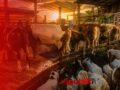 Stok Hewan Kurban di Kabupaten Banjar 2.028 Ekor