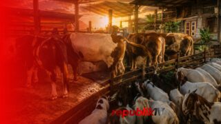 Stok Hewan Kurban di Kabupaten Banjar 2.028 Ekor