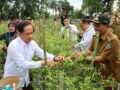 Wamenko Pangan Panen Cabai di HSS, Soroti Peran Strategis Komoditas Pengendali Inflasi