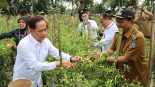 Wamenko Pangan Panen Cabai di HSS, Soroti Peran Strategis Komoditas Pengendali Inflasi