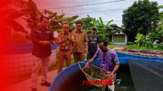 Intan Sikapayu Berbuah Manis, Pembudidaya Lok Baintan Nikmati Panen Perdana Papuyu