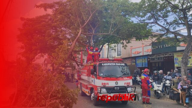 Pohon Peneduh Kembali Tumbang di Jalan Veteran Martapura, Lalu Lintas Sempat Terganggu