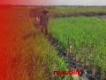 Tanah Sawah Retak, Ratusan Hektar Padi Terancam Puso