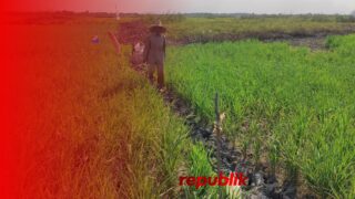 Tanah Sawah Retak, Ratusan Hektar Padi Terancam Puso