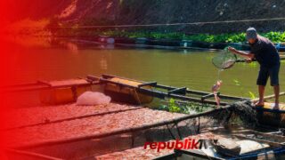 Kematian Massal Ikan Kembali Hantam Keramba di Karang Intan, Pembudidaya Rugi Ratusan Juta
