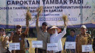 Bupati Banjar Panen Padi, Produksi 4,6 Ton per Hektare