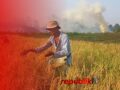 Potret Petani Tetap Panen Padi di Tengah Kebakaran dan Kepungan Asap