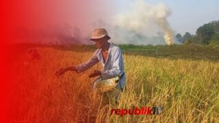Potret Petani Tetap Panen Padi di Tengah Kebakaran dan Kepungan Asap
